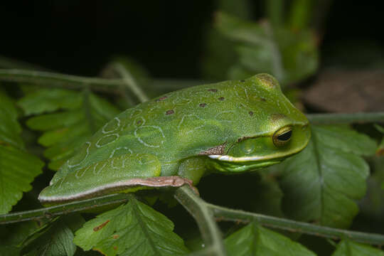 Image of Gastrotheca albolineata (Lutz & Lutz 1939)