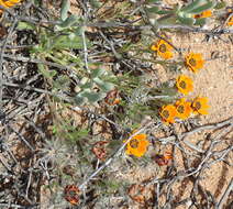 Image of Gorteria diffusa subsp. calendulacea (DC.) Roessler