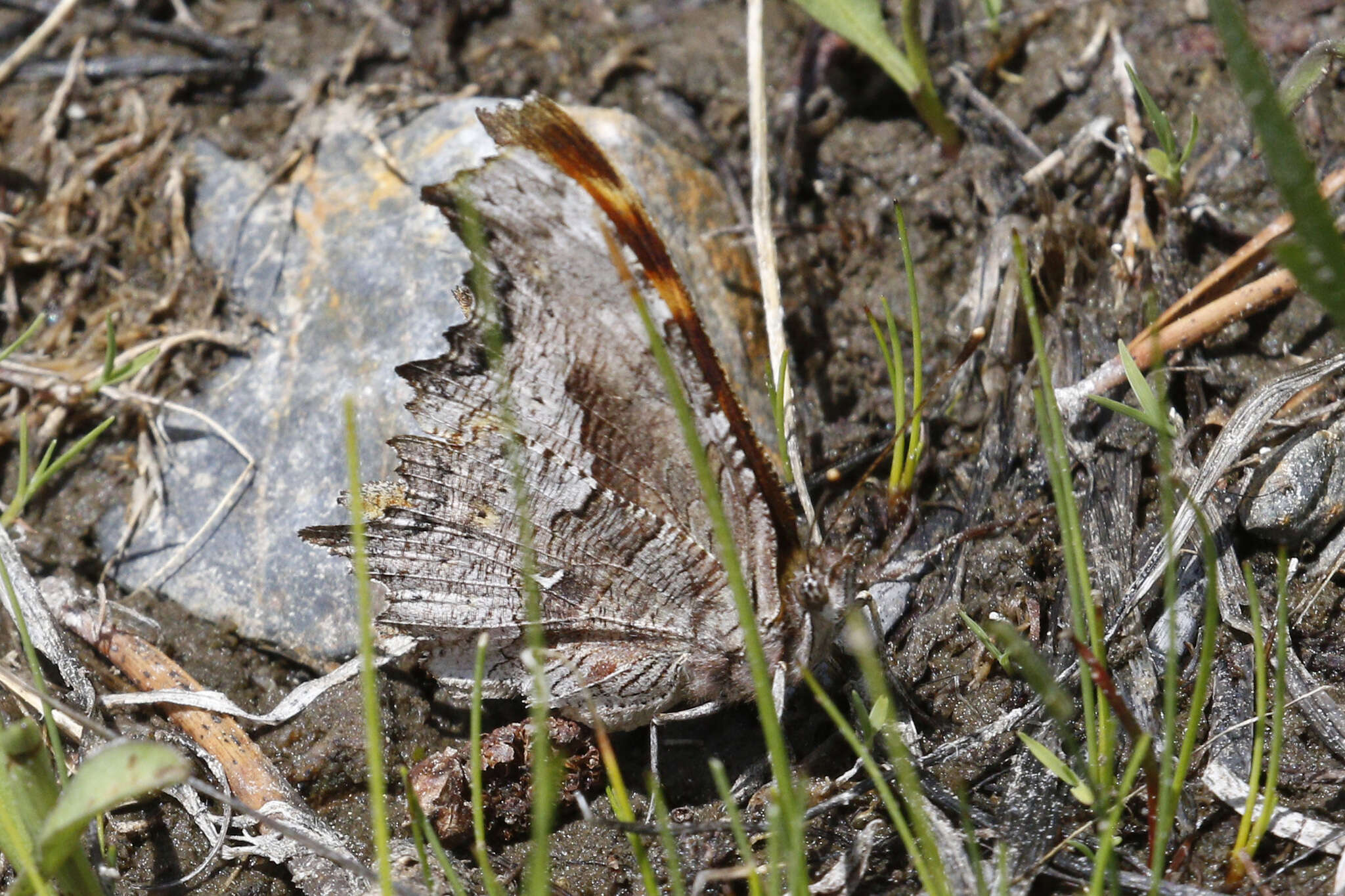 Image of Hoary Comma