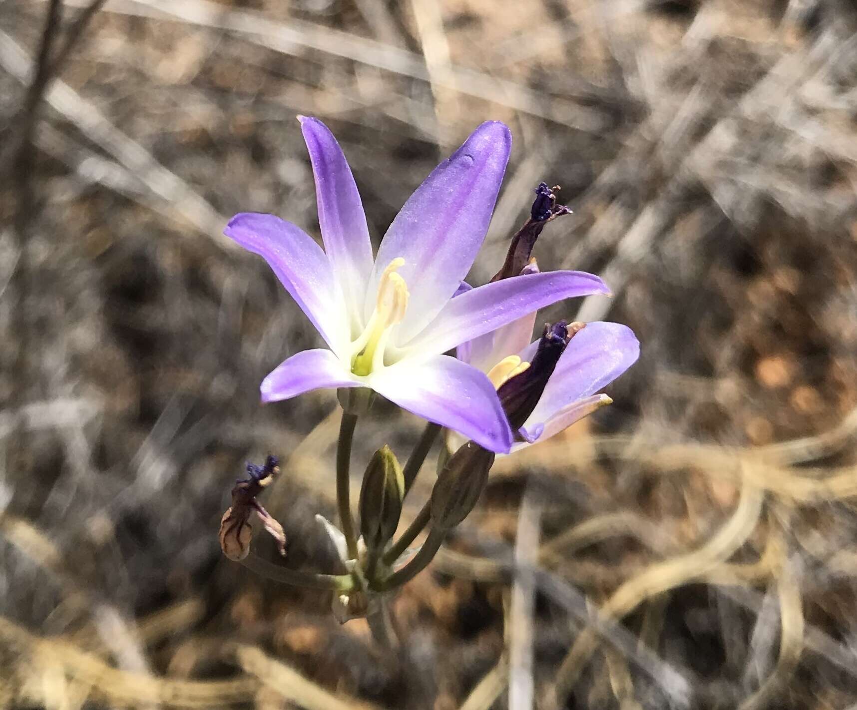 Image de Brodiaea orcuttii (Greene) Baker