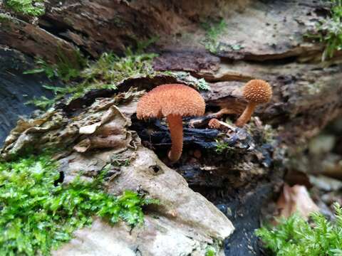 Image of Phaeomarasmius erinaceus (Fr.) Scherff. ex Romagn. 1937