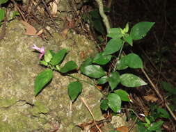 Image of Dicliptera tinctoria