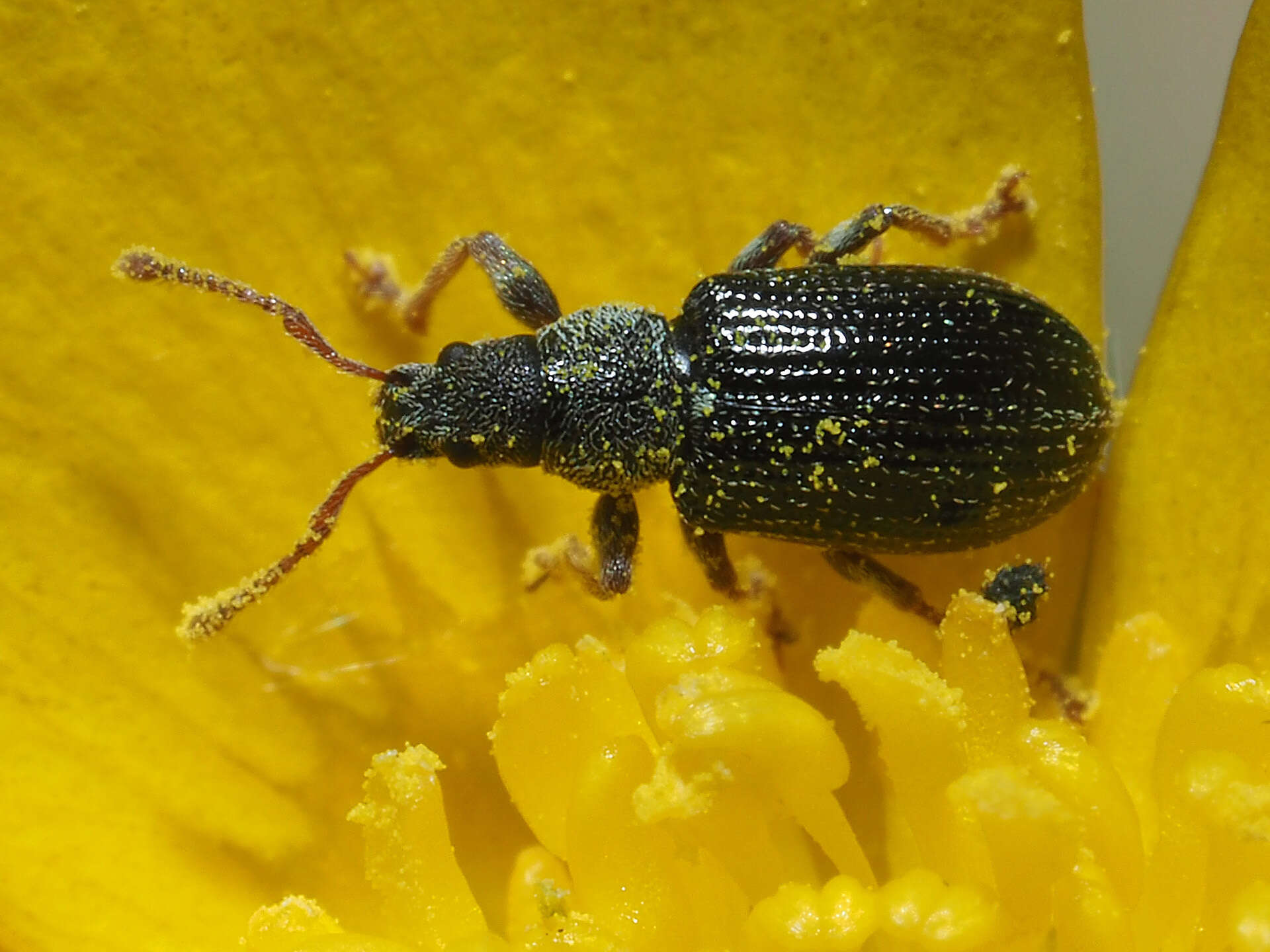 Plancia ëd Phyllobius (Parnemoicus) viridicollis (Fabricius 1792)