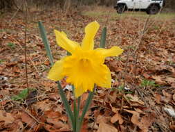 Image of daffodil