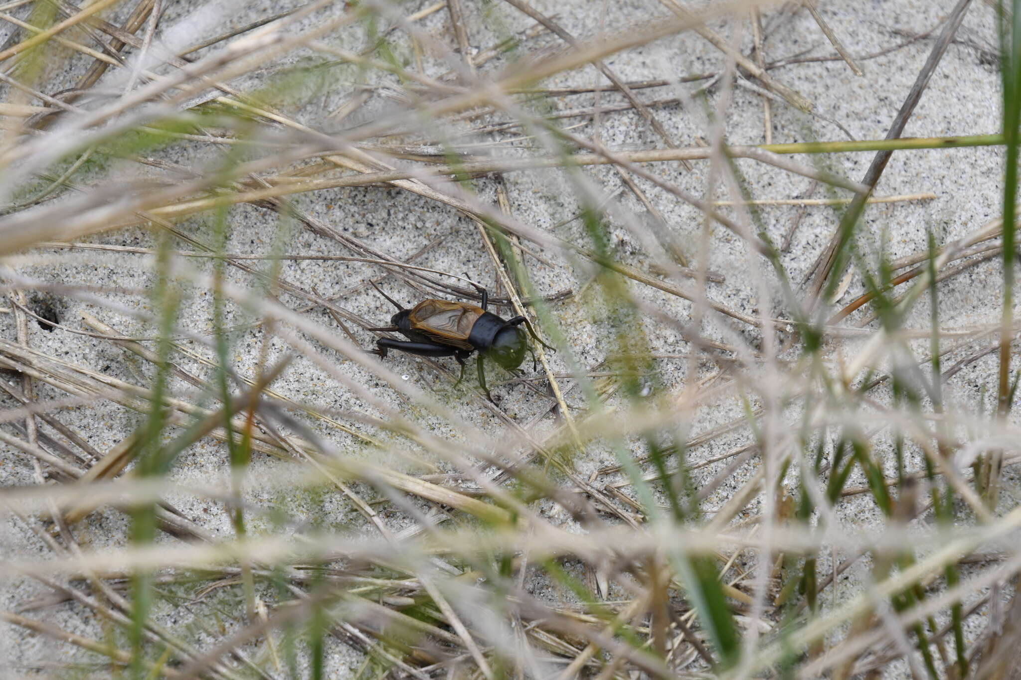 Image of Sand Field Cricket