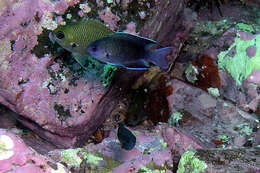 Image of Southern damsel