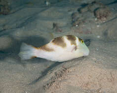 Слика од Canthigaster coronata (Vaillant & Sauvage 1875)