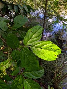 Image of Rourea camptoneura Radlk.