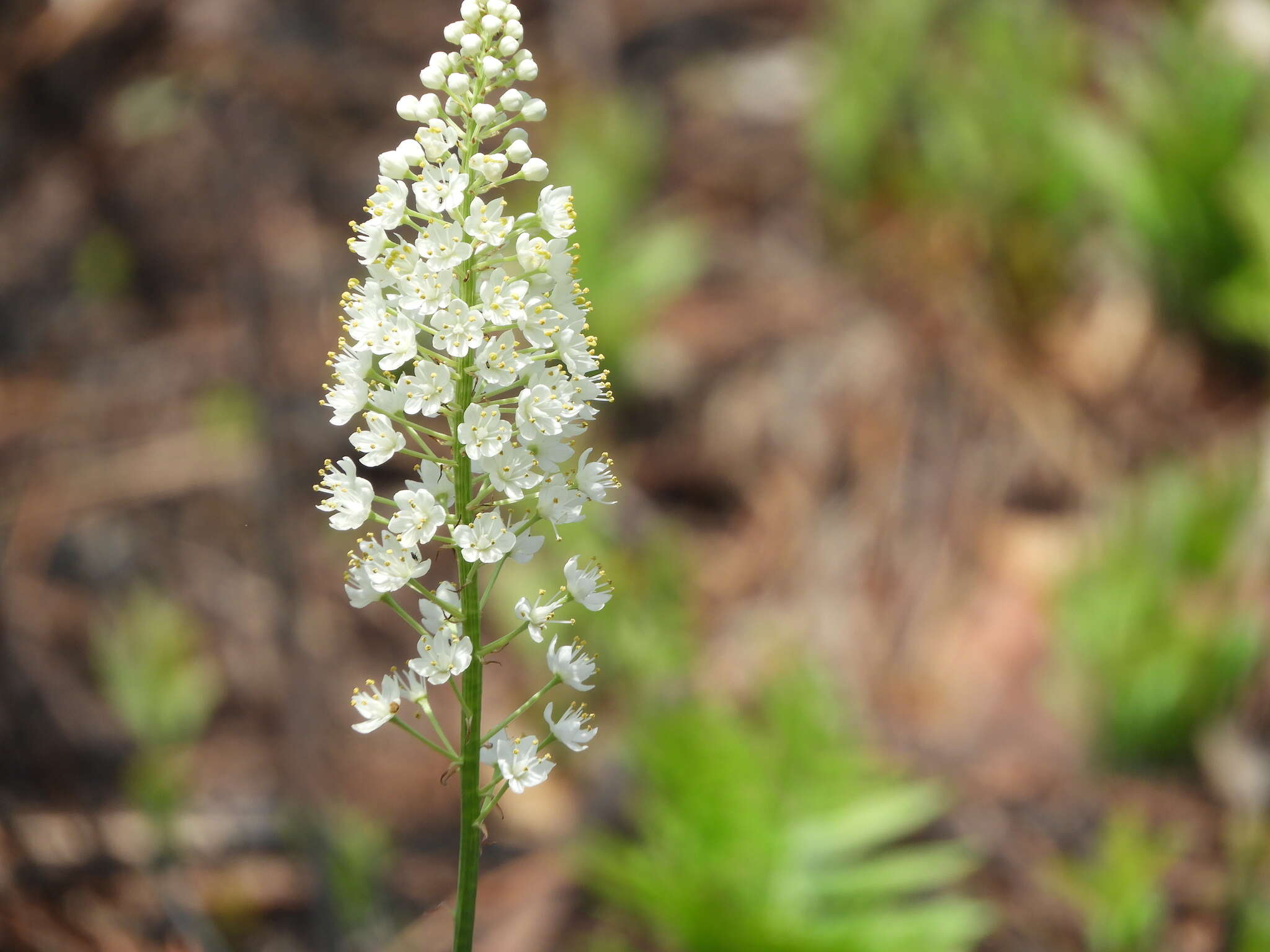 Image of Stenanthium densum (Desr.) Zomlefer & Judd