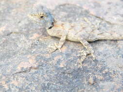 Image of Mozambique Agama