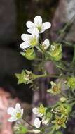 Image of Saxifraga intricata Lapeyr.