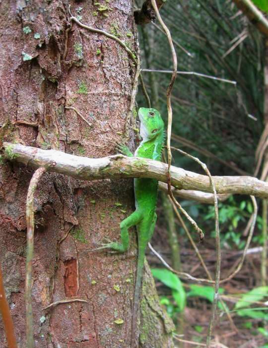 Image of Brazilian Fathead Anole