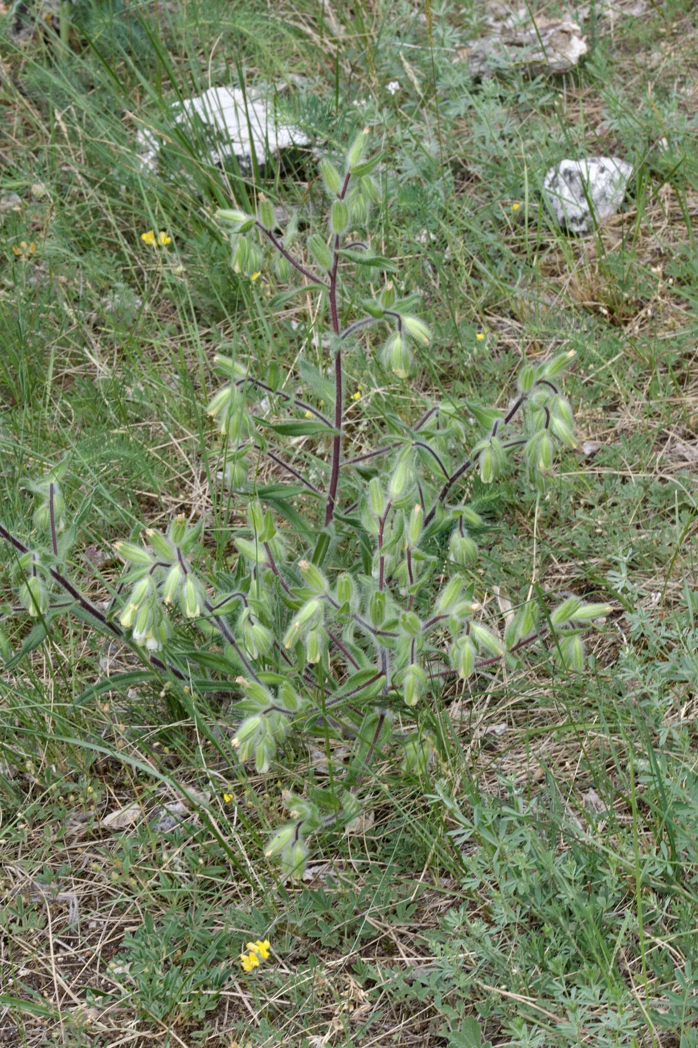 Слика од Onosma visianii G. C. Clementi