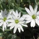 Image of Stellaria eschscholtziana Fenzl