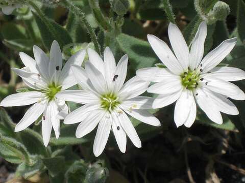 Imagem de Stellaria eschscholtziana Fenzl