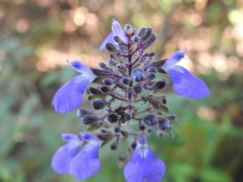 Image of Salvia thyrsiflora Benth.