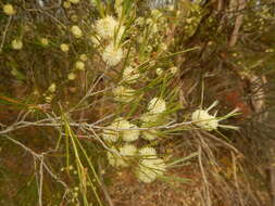 Image of broom honeymyrtle