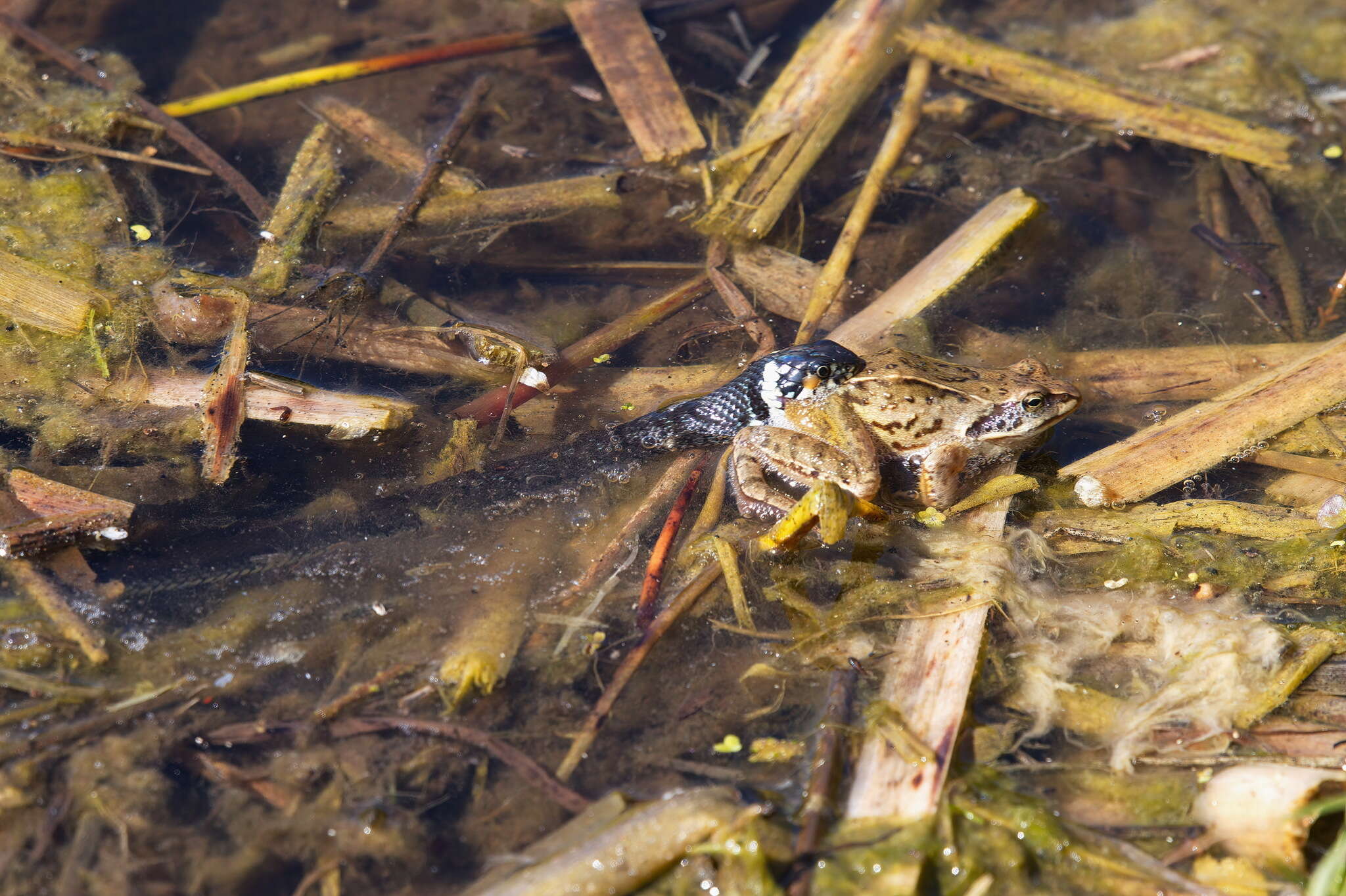 Слика од Natrix natrix natrix (Linnaeus 1758)