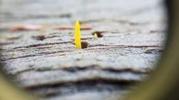 Image of Calocera cornea (Batsch) Fr. 1827