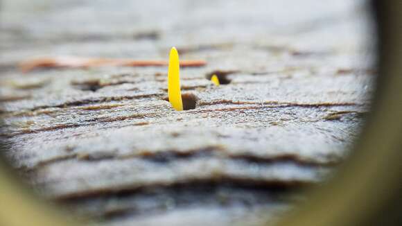 Imagem de Calocera cornea (Batsch) Fr. 1827