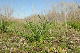 Eryngium pendletonense K. L. Marsden & M. G. Simpson resmi