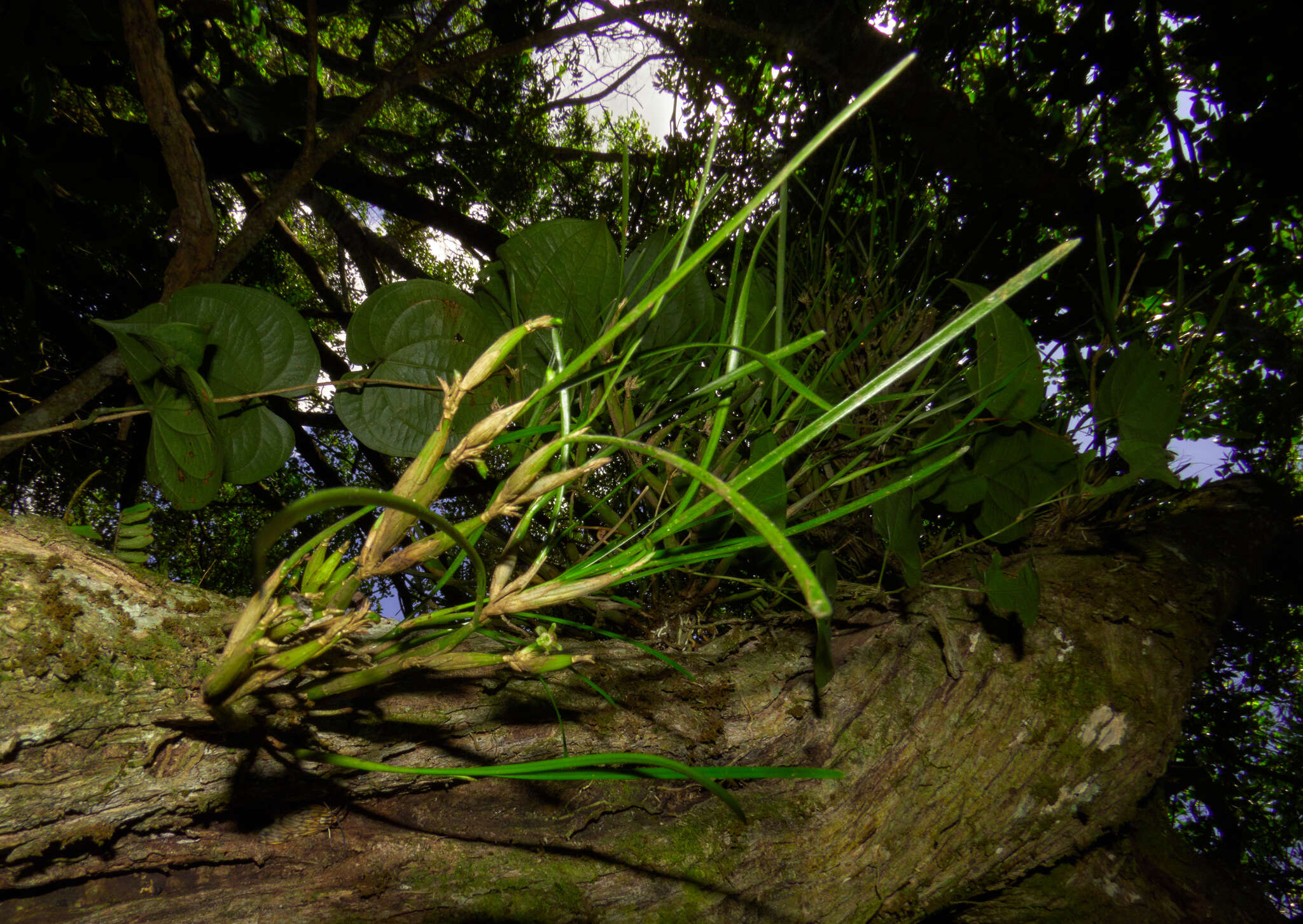 Image of Scaphyglottis fasciculata Hook.