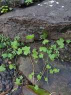 Image of Hydrocotyle acutiloba (F. Müll.) Wakef.