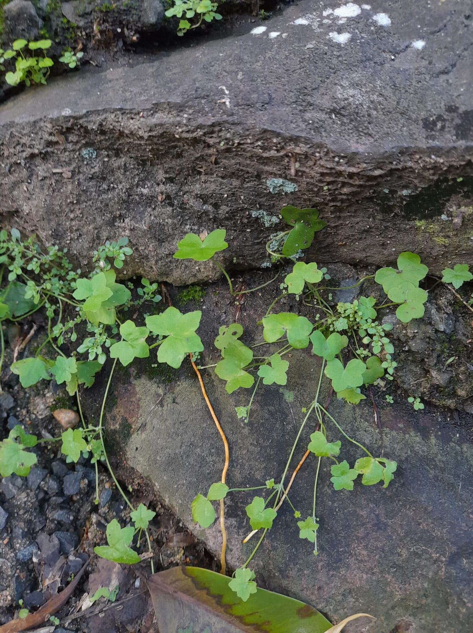 Image of Hydrocotyle acutiloba (F. Müll.) Wakef.