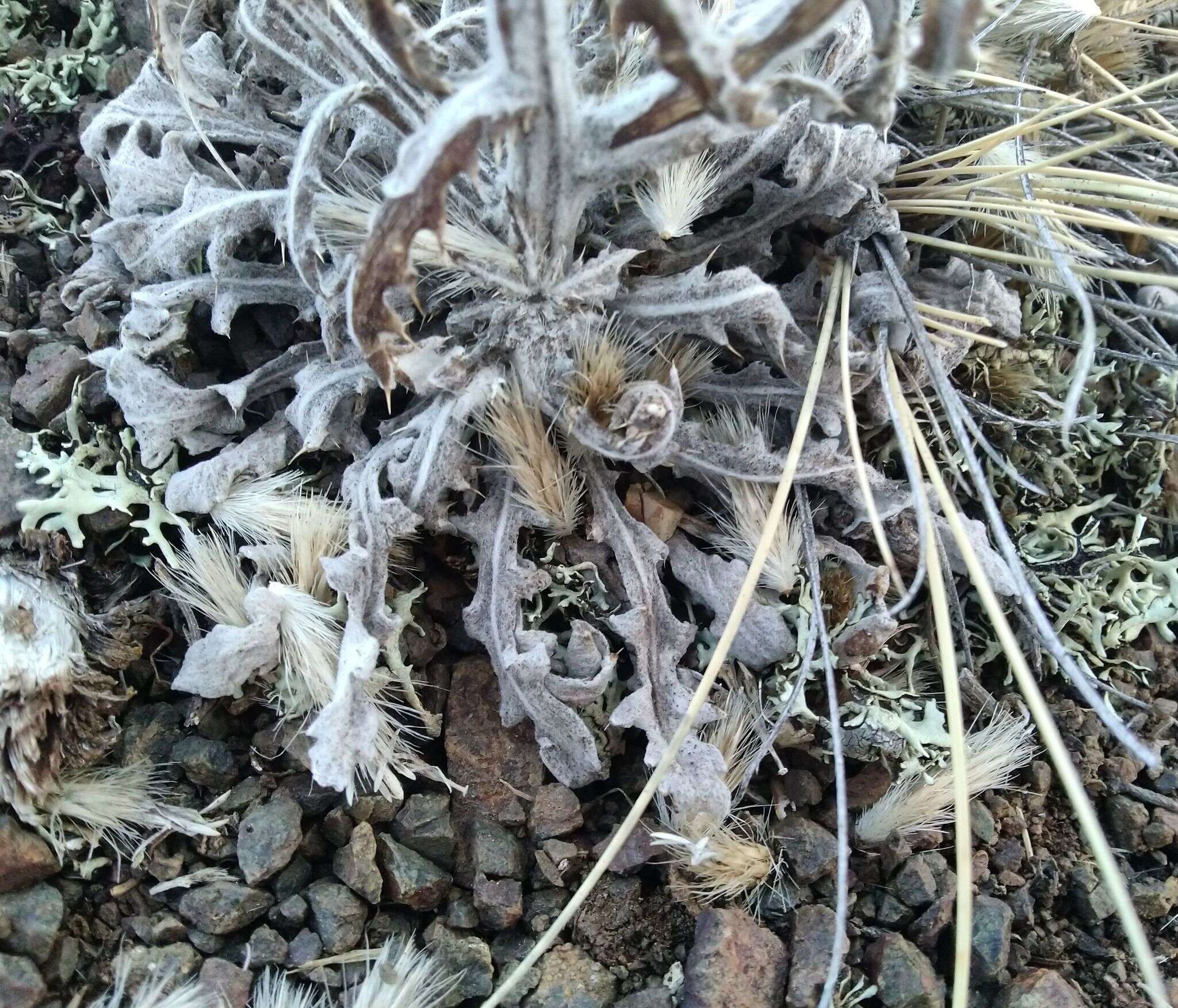 Image of Echinops humilis M. Bieb.