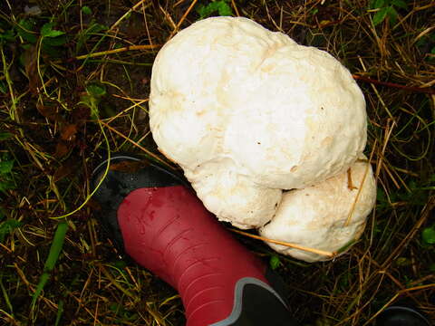 Image of Calvatia nipponica Kawam. ex Kasuya & Katum. 2008