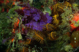 Слика од Plocamium corallorhiza (Turner) J. D. Hooker & Harvey 1845