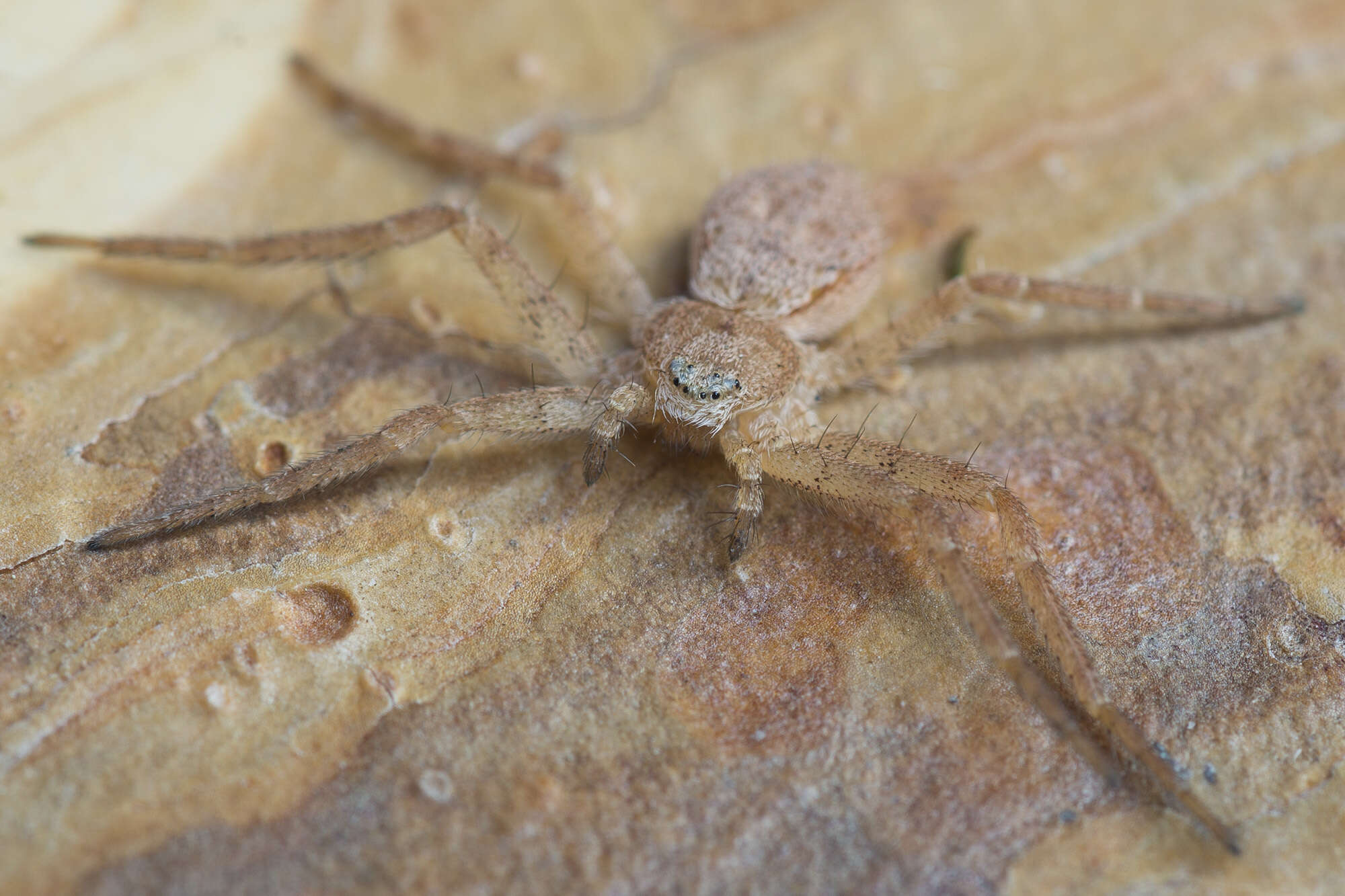 Image of Philodromus fuscomarginatus (De Geer 1778)