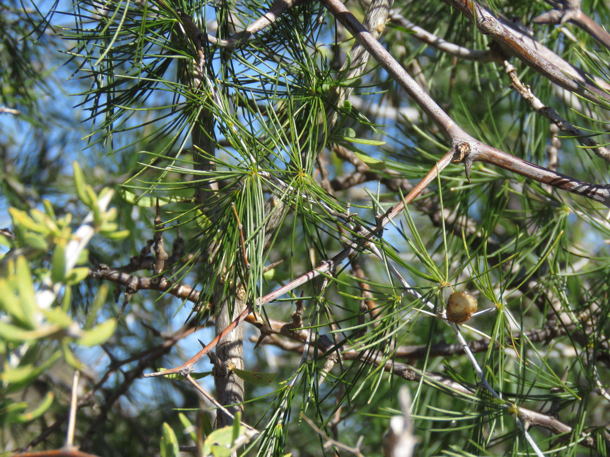 Sivun Asparagus exuvialis Burch. kuva