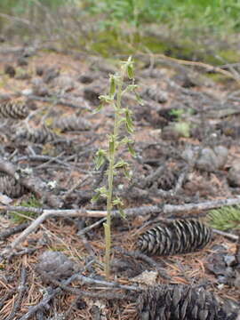 Imagem de Neottia camtschatea (L.) Rchb. fil.