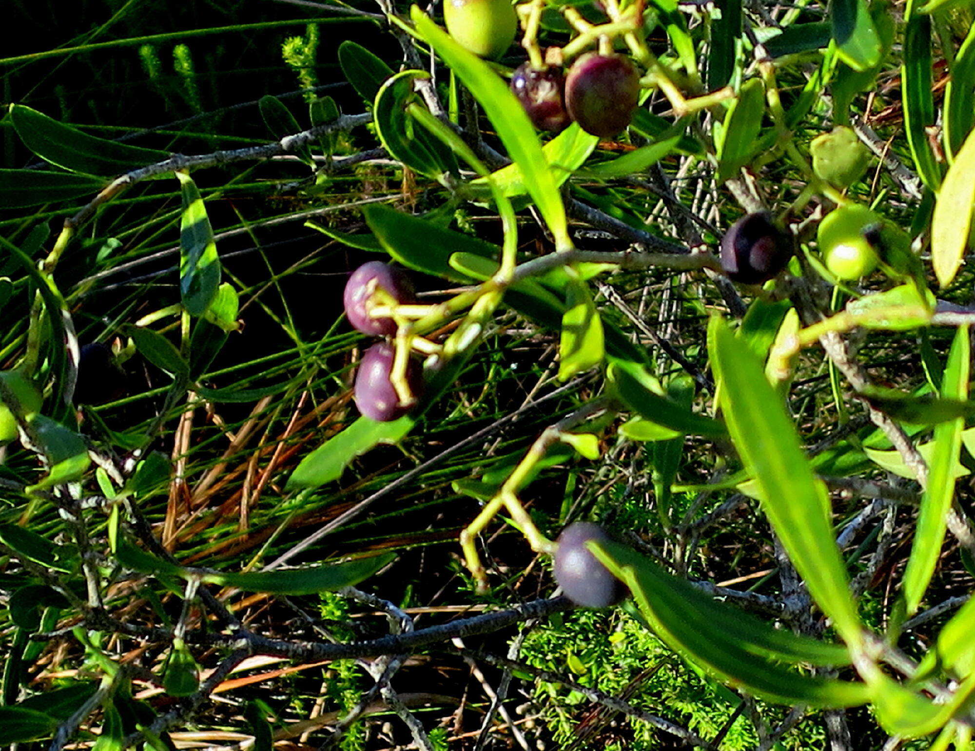 Plancia ëd Olea exasperata Jacq.