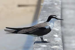 Image of Bridled Tern