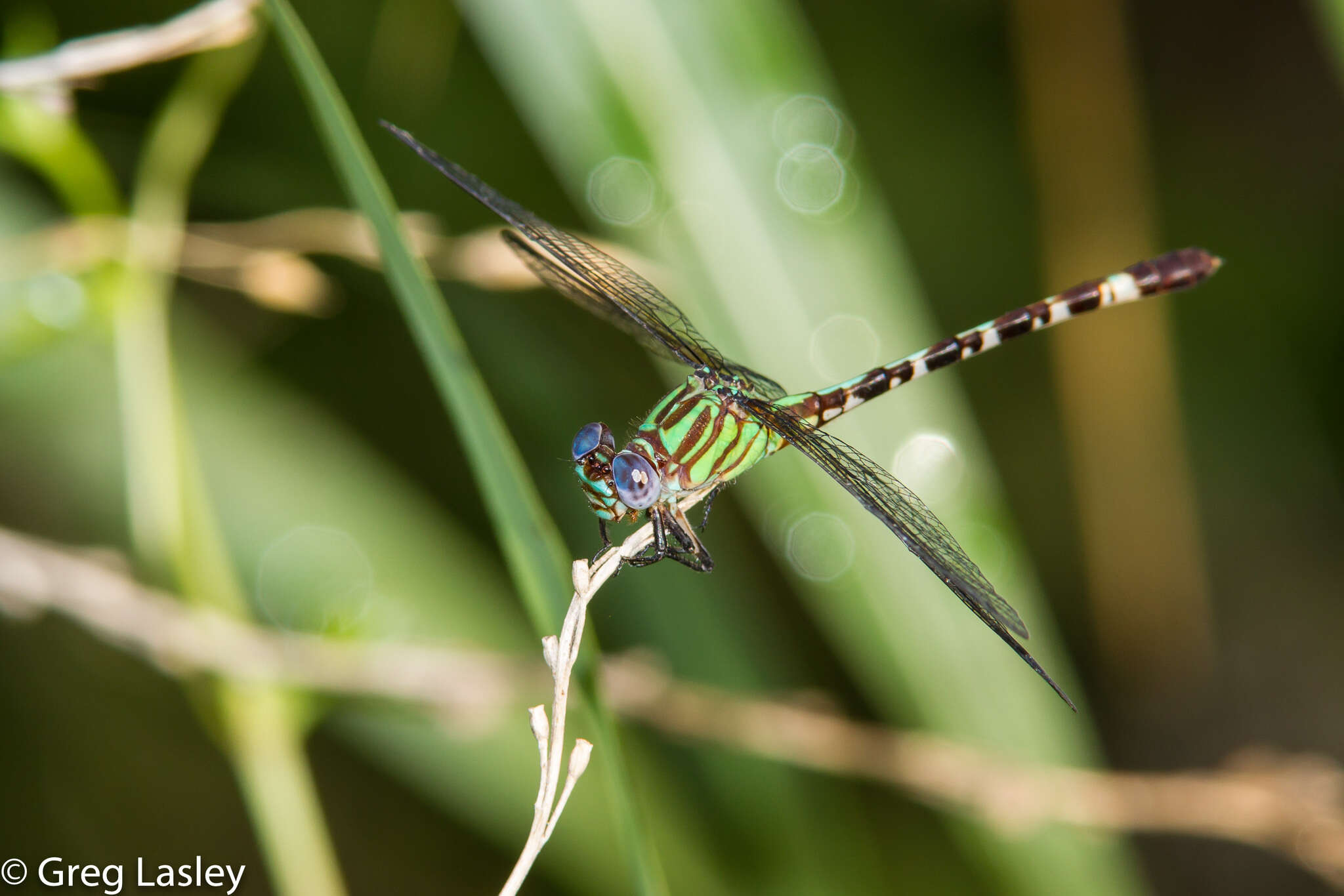 Image of Blue-faced Ringtail