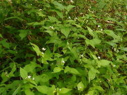 Sivun Persicaria thunbergii (Sieb. & Zucc.) H. Gross kuva