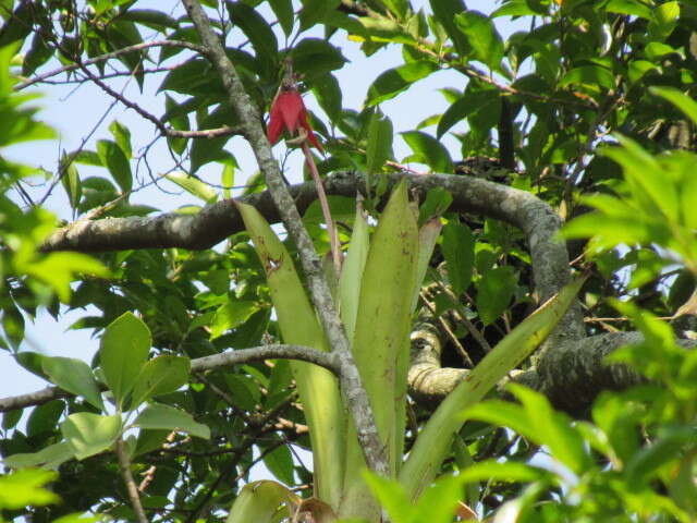 Image of Aechmea tillandsioides (Mart. ex Schult. & Schult. fil.) Baker