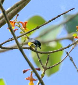 Image of Palawan Flowerpecker