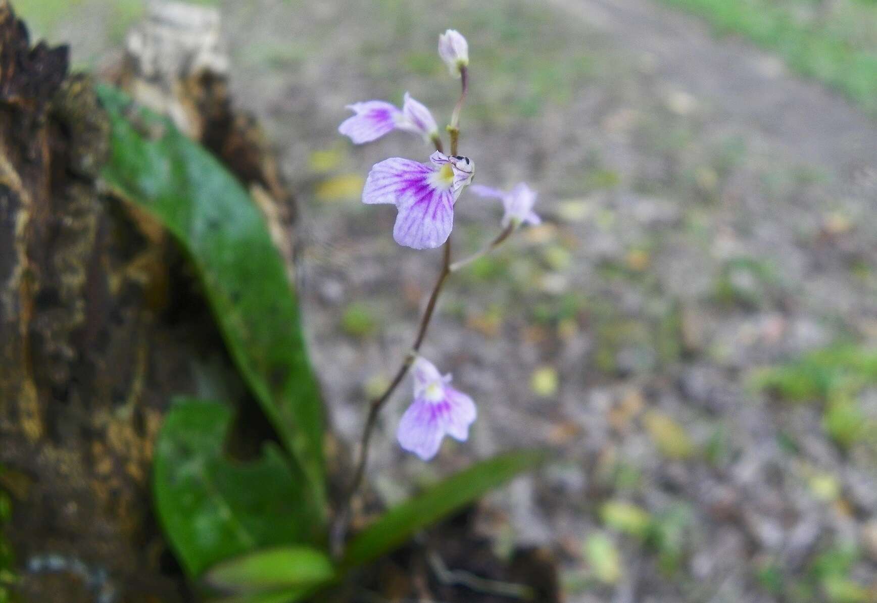 Image of Delicate violet orchid