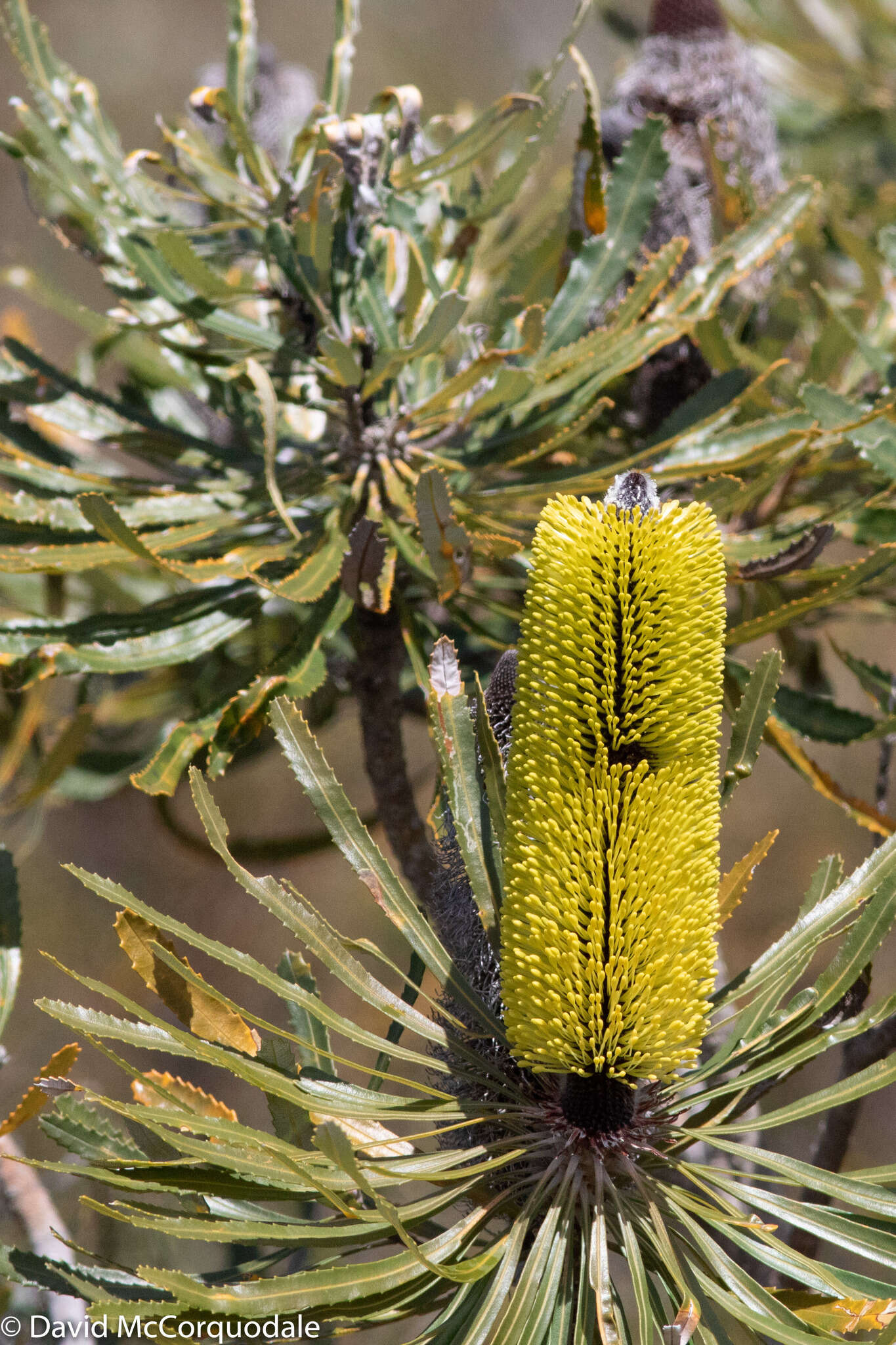 Plancia ëd Banksia attenuata R. Br.