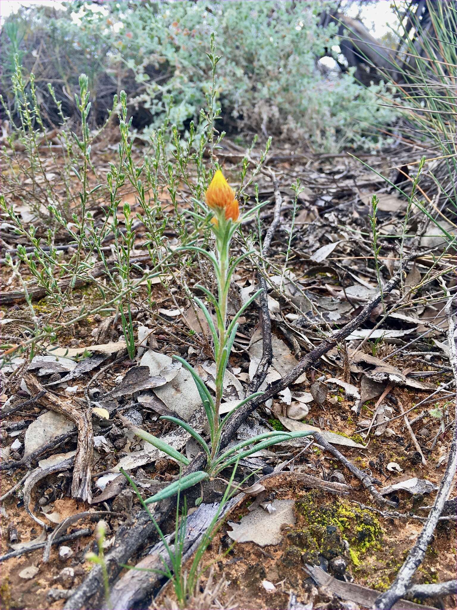 Image of Waitzia acuminata Steetz