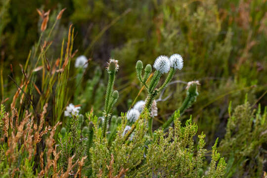 Image of Stilbe albiflora E. Mey.
