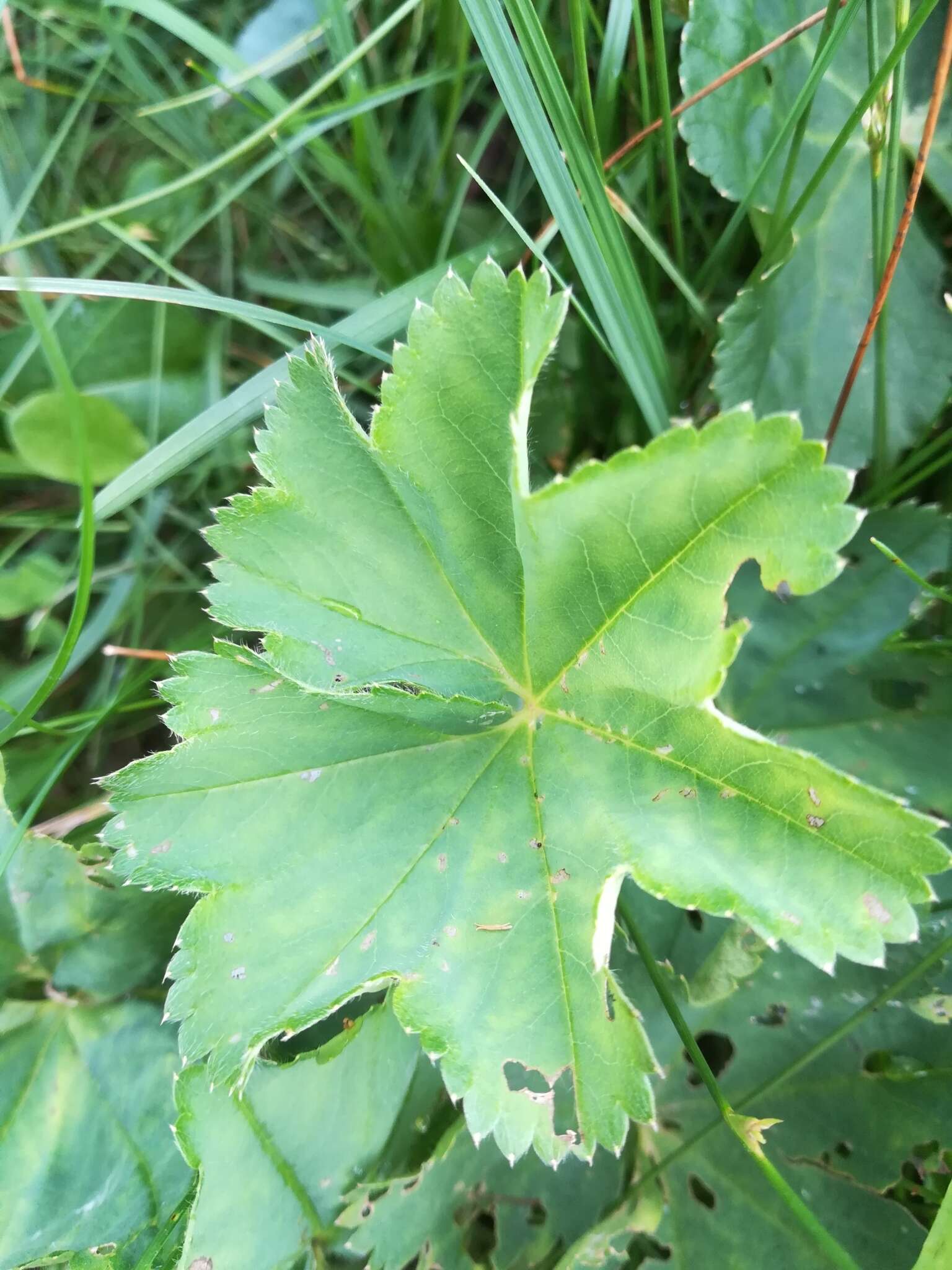 Image of Alchemilla vulgaris L.