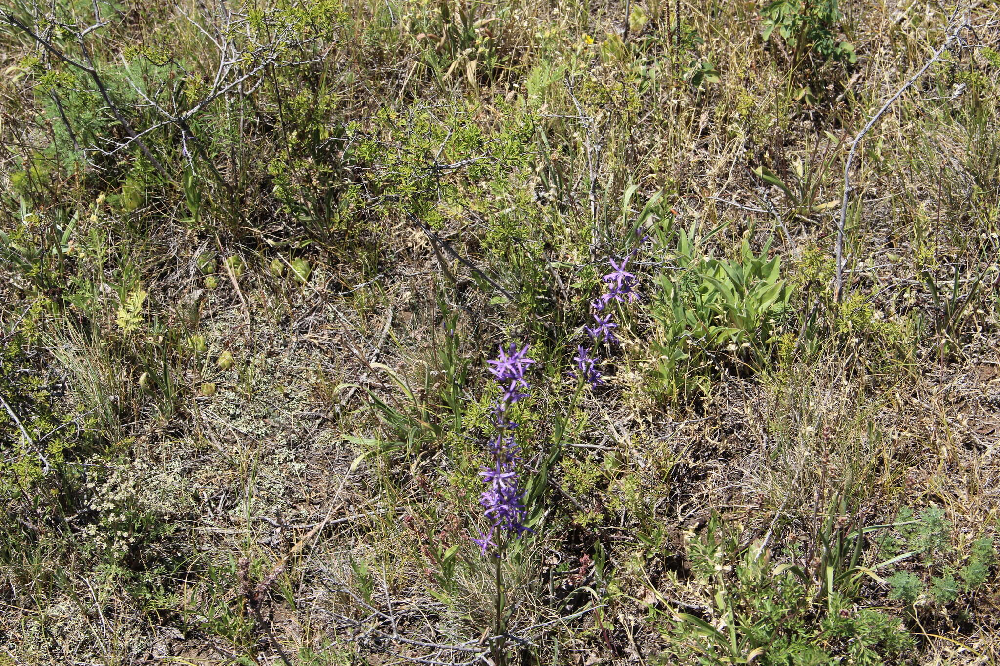 صورة Asyneuma canescens (Waldst. & Kit.) Griseb. & Schenk