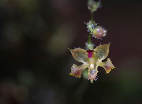 Image de Trichosalpinx spathulata Luer