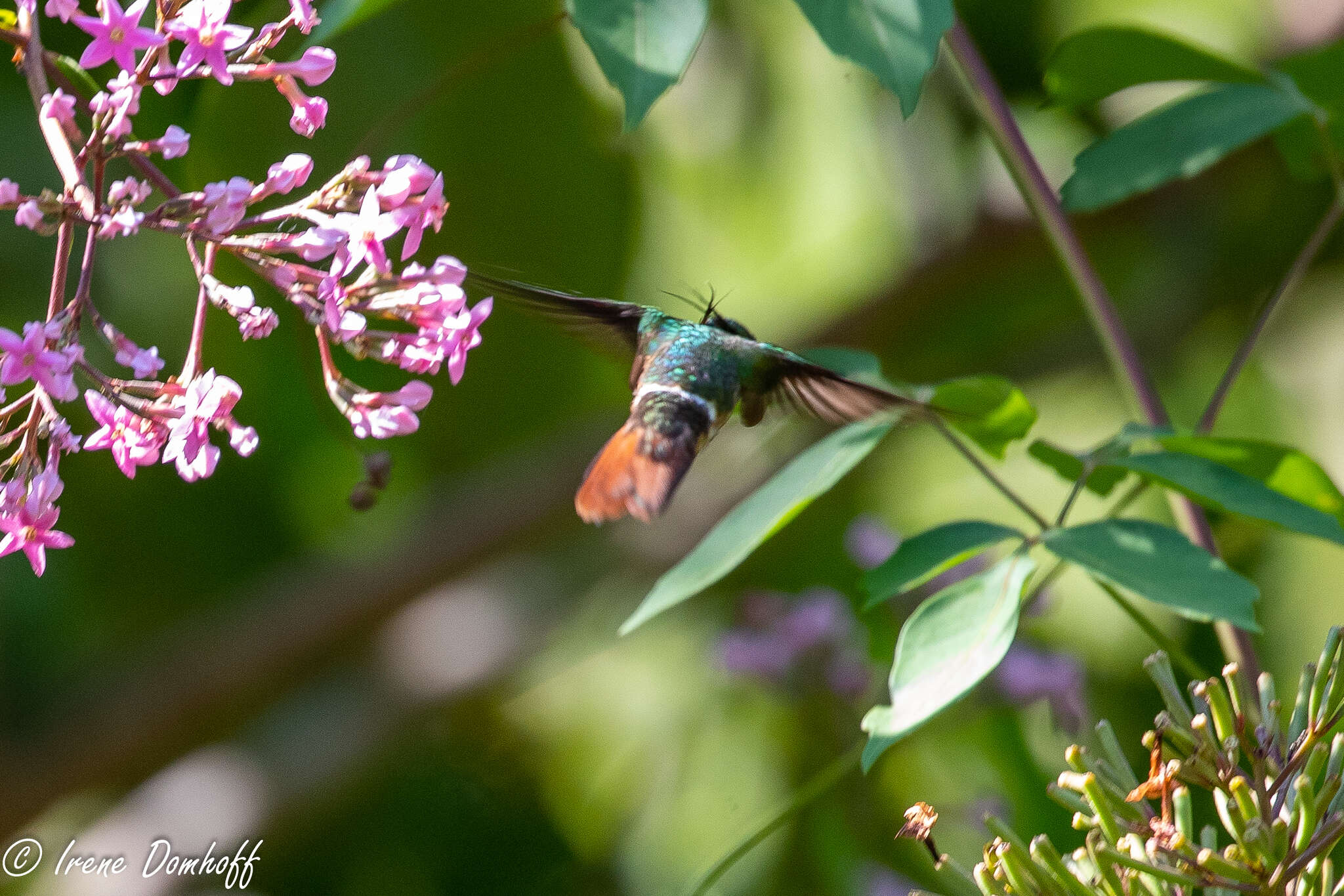 Lophornis adorabilis Salvin 1870 resmi