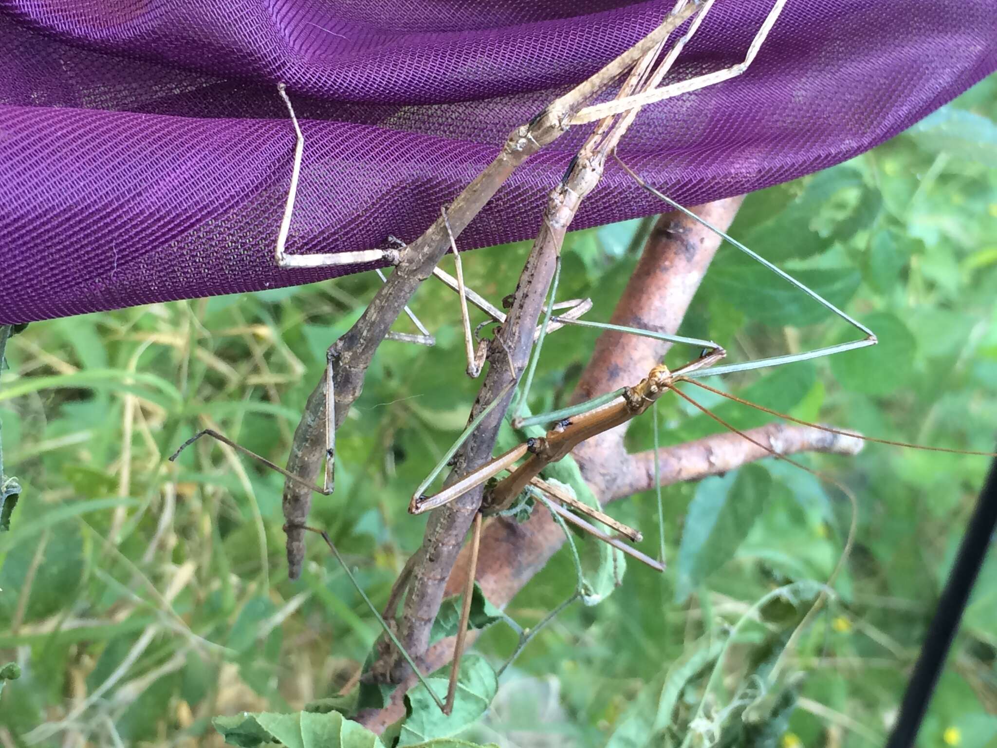 Image of Tamaulipan Walkingstick