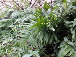 Polypodium cambricum L.的圖片